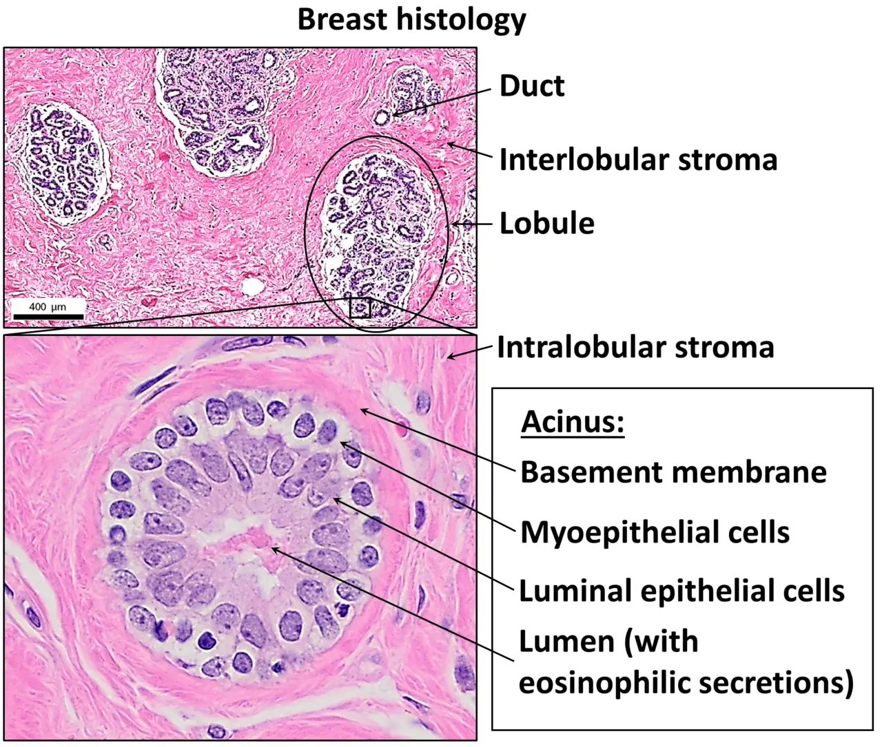 H and E stained normal breast tissue showing organized structures